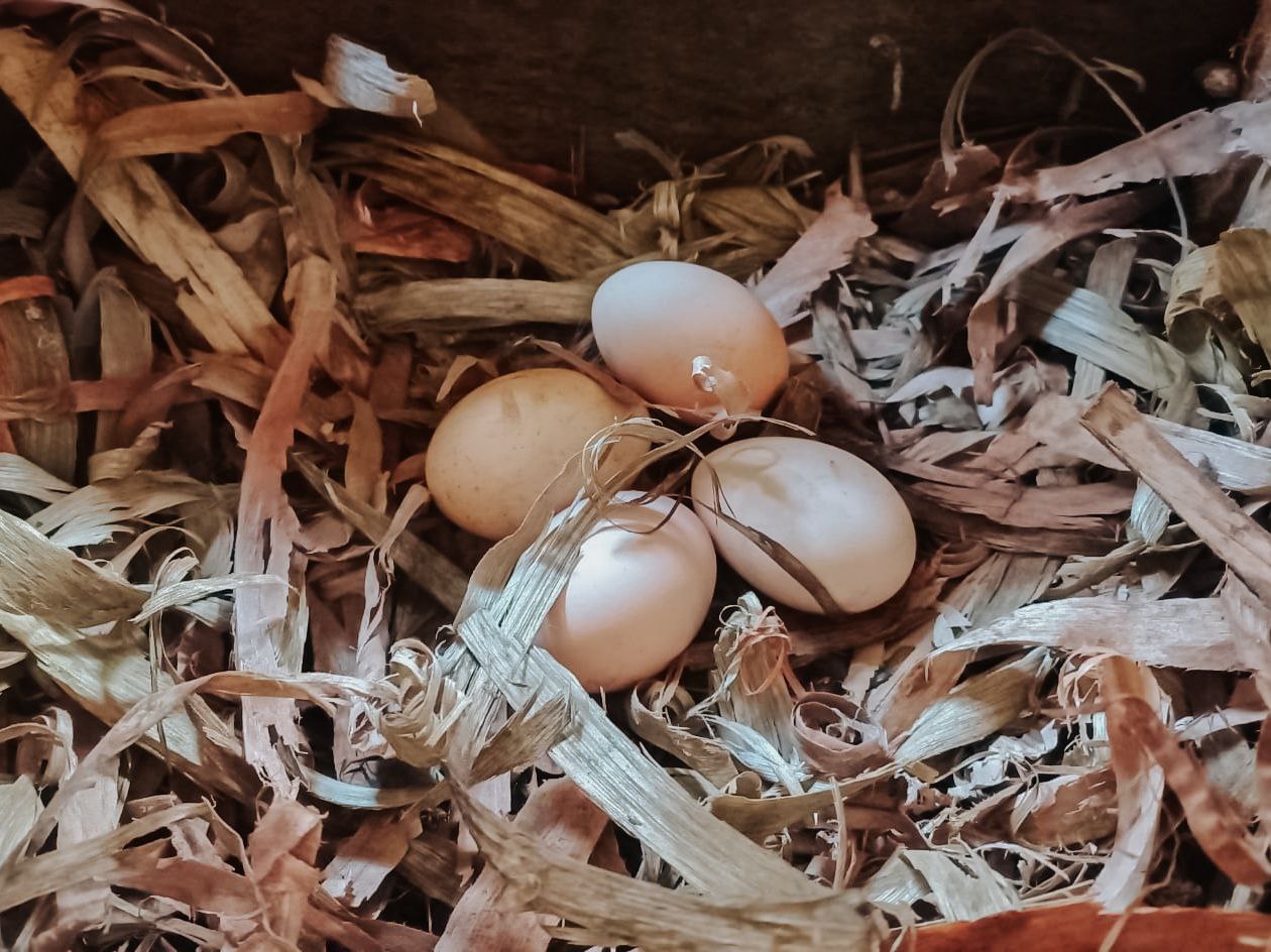 Eggs